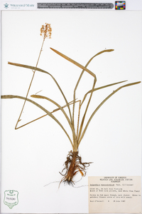 Amianthium muscitoxicum image