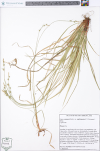 Carex communis var. amplisquama image