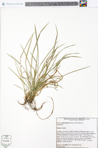 Carex cumberlandensis image