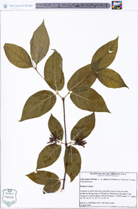 Calycanthus floridus var. glaucus image