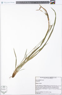 Carex radfordii image