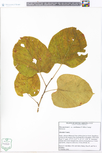 Tilia americana var. caroliniana image