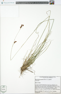 Rhynchospora perplexa image