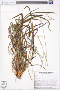 Paspalum laeve image