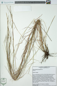 Schizachyrium tenerum image