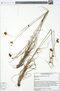 Rhynchospora fascicularis image