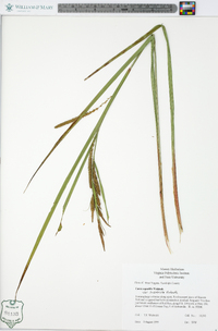 Carex aquatilis var. substricta image