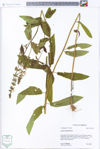 Stachys hispida image