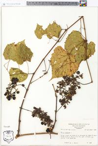 Vitis vulpina image