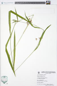 Scirpus lineatus image