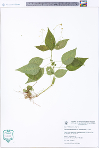 Circaea canadensis image