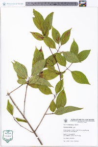 Cornus stricta image