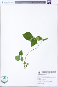 Desmodium canescens image