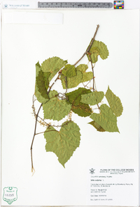 Vitis vulpina image