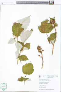 Rubus phoenicolasius image