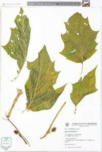 Datura stramonium image