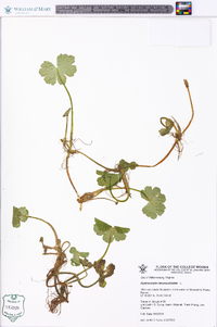 Hydrocotyle ranunculoides image