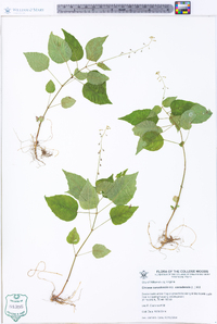 Circaea canadensis image