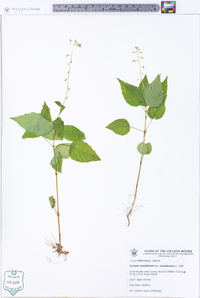 Circaea canadensis image