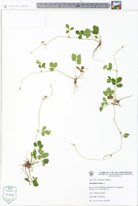 Potentilla indica image