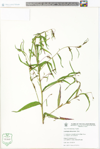 Ludwigia decurrens image