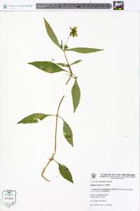 Bidens laevis image