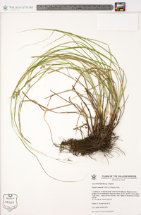 Carex swanii image