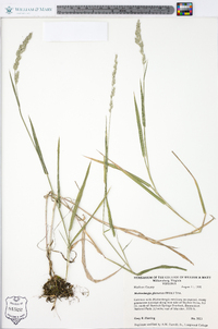 Muhlenbergia glomerata image