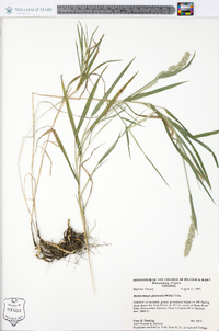 Muhlenbergia glomerata image