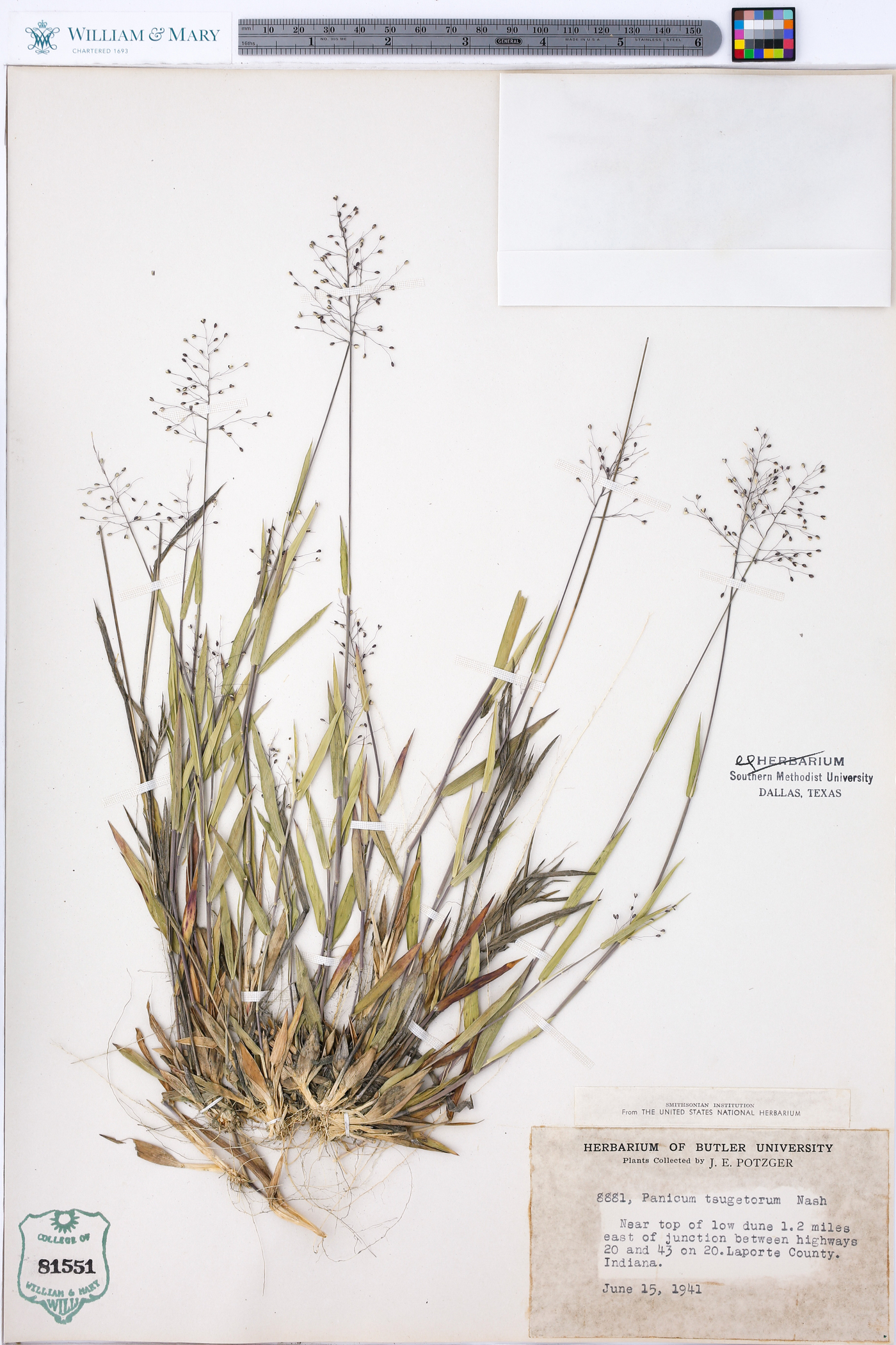 Panicum tsugetorum image