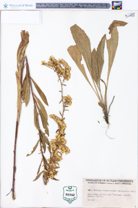 Solidago nemoralis subsp. decemflora image