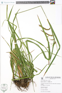 Carex crinita var. crinita image