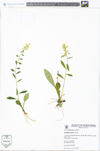 Solidago erecta image