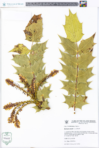 Mahonia bealei image