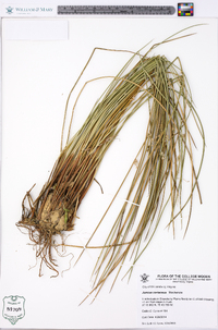 Juncus coriaceus image