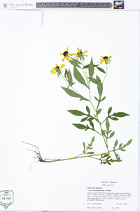 Rudbeckia triloba var. pinnatiloba image