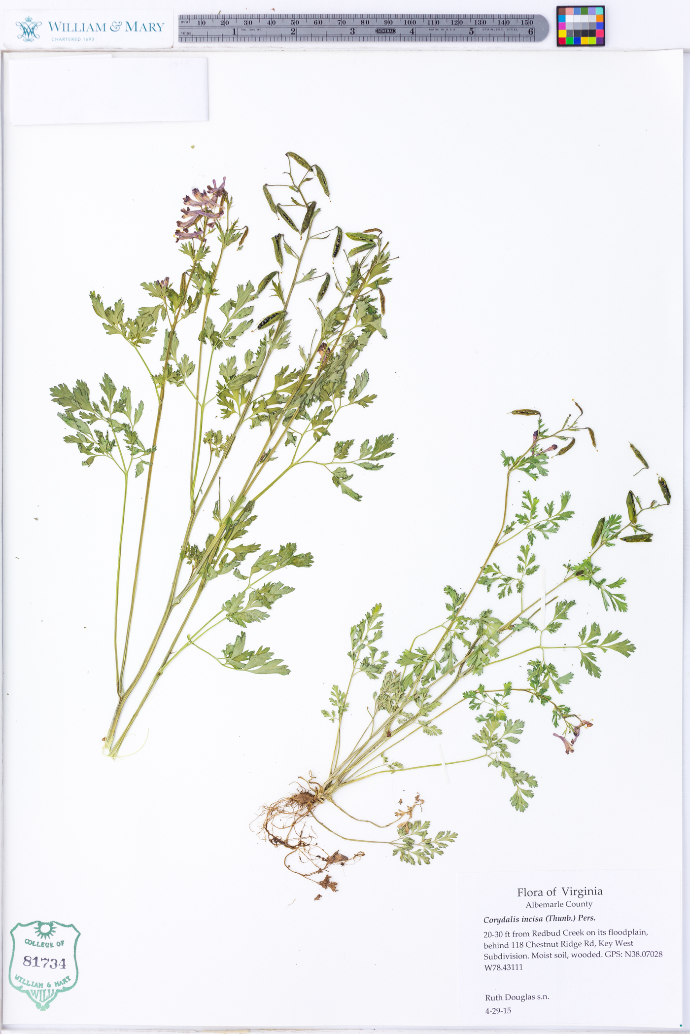 Corydalis incisa image