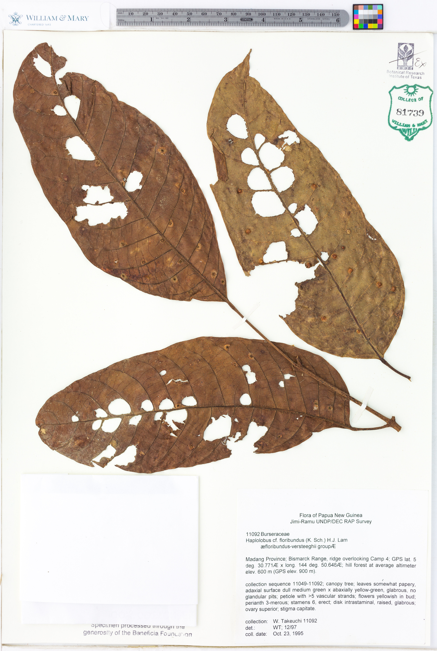 Haplolobus floribundus image