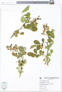 Rosa multiflora image