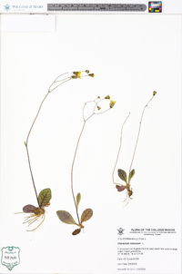 Hieracium venosum image