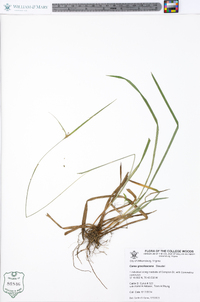 Carex gracilescens image