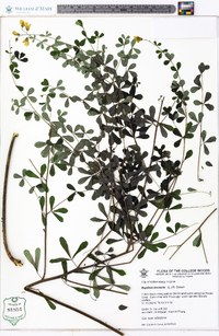 Baptisia tinctoria image