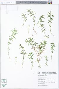 Galium uniflorum image