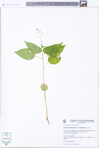 Circaea canadensis image