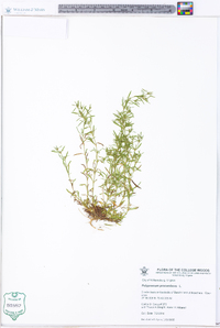 Polypremum procumbens image