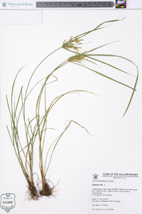 Cyperus iria image