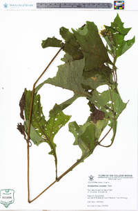 Smallanthus uvedalia image