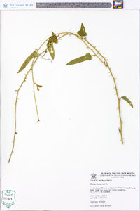 Smilax bona-nox image