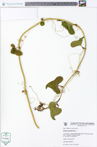 Smilax pseudochina image