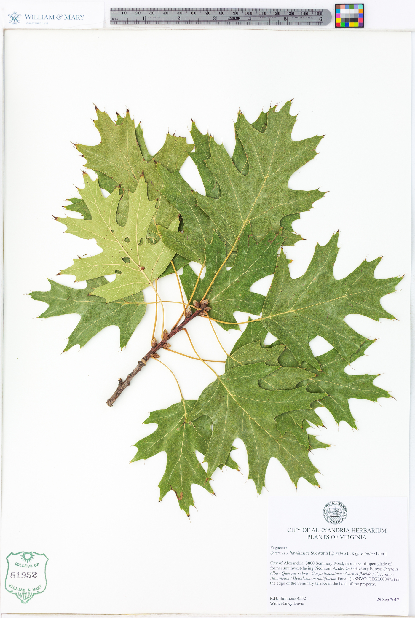 Quercus × hawkinsiae image